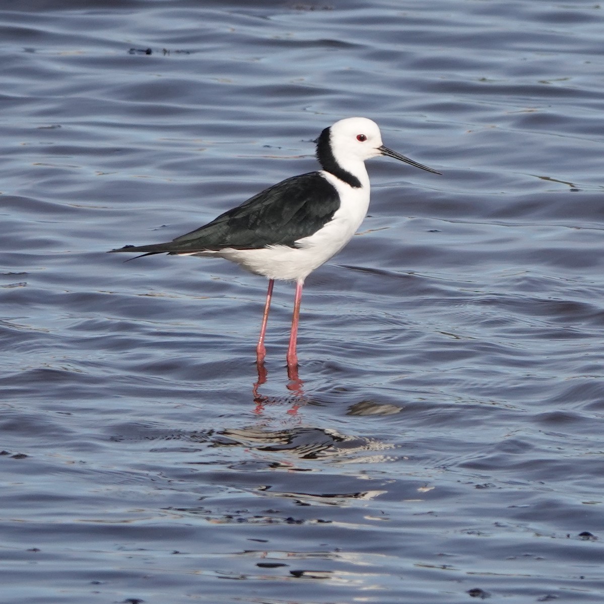 Pied Stilt - ML613749501