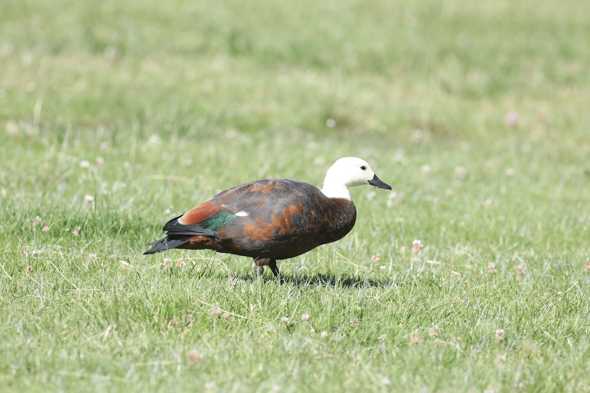 Paradise Shelduck - ML613749513