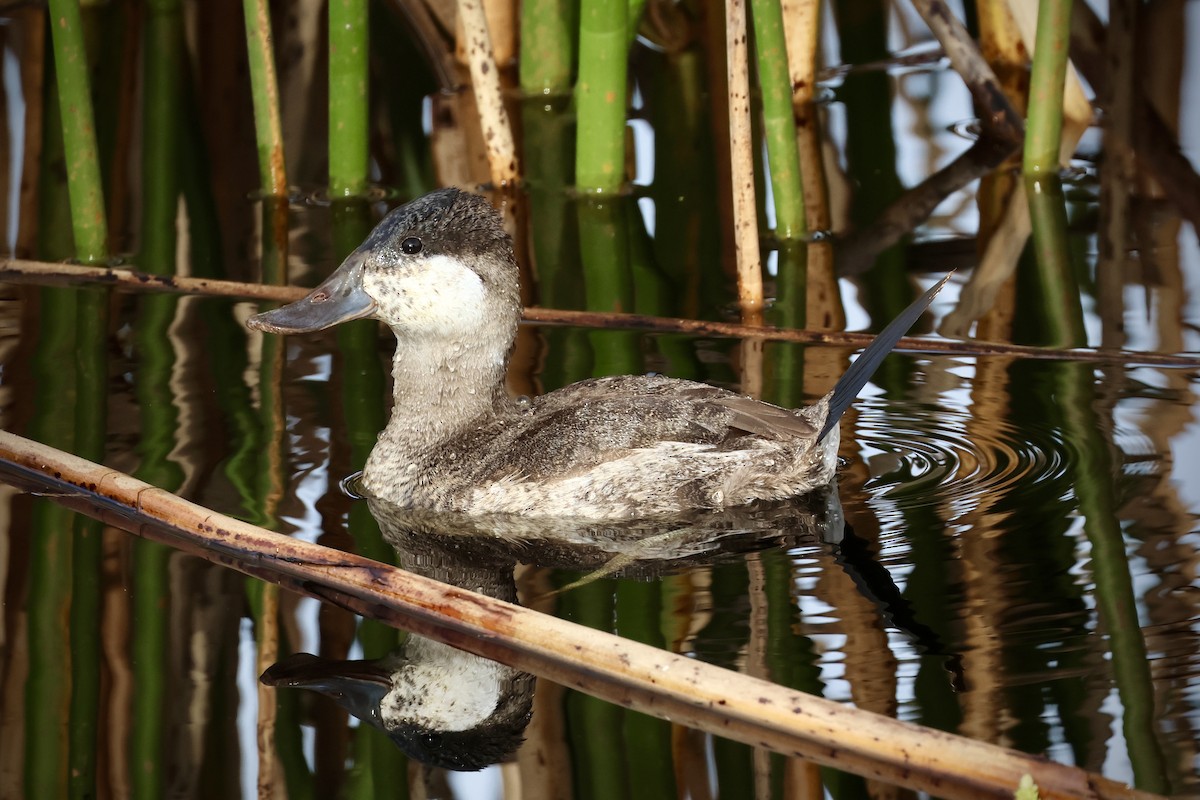 Ruddy Duck - ML613749751