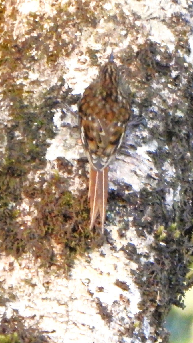 Sikkim Treecreeper - ML613749772