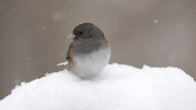 Юнко сірий (підвид cismontanus) - ML613749875