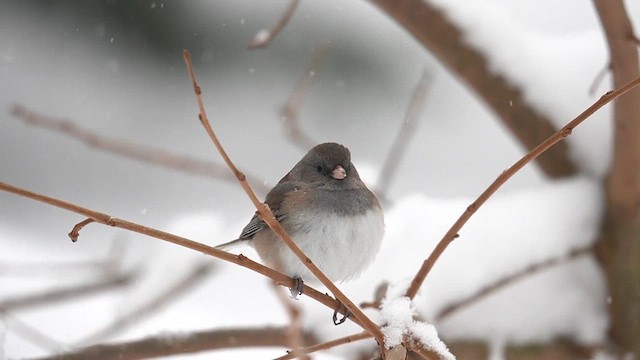 Юнко сірий (підвид cismontanus) - ML613749877