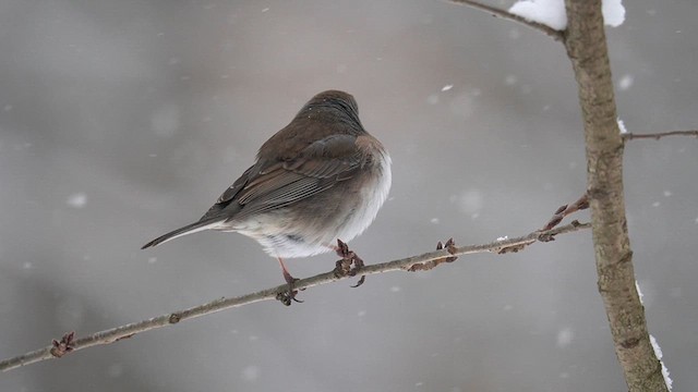 Юнко сірий (підвид cismontanus) - ML613749879