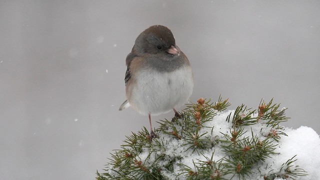 Dark-eyed Junco (cismontanus) - ML613749880