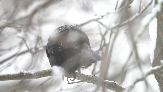 vlhovec lesklý (ssp. versicolor) - ML613749897