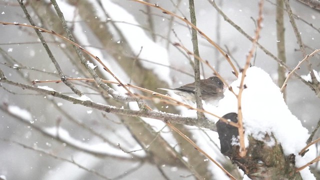 Юнко сірий (підвид cismontanus) - ML613749918