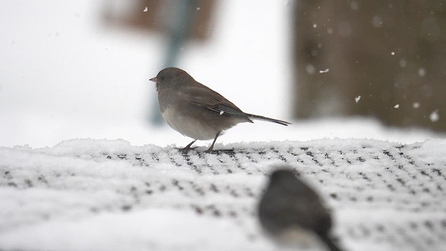 Dark-eyed Junco (cismontanus) - ML613749919