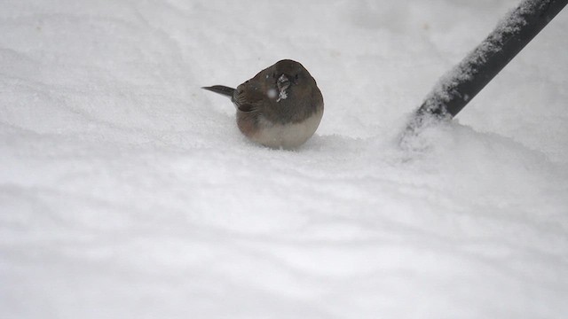 Юнко сірий (підвид cismontanus) - ML613749924