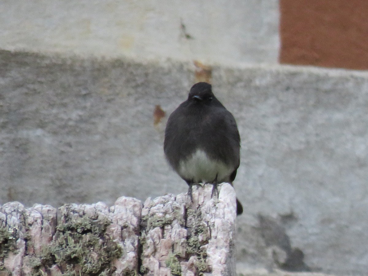 Black Phoebe - Valerie Crecco