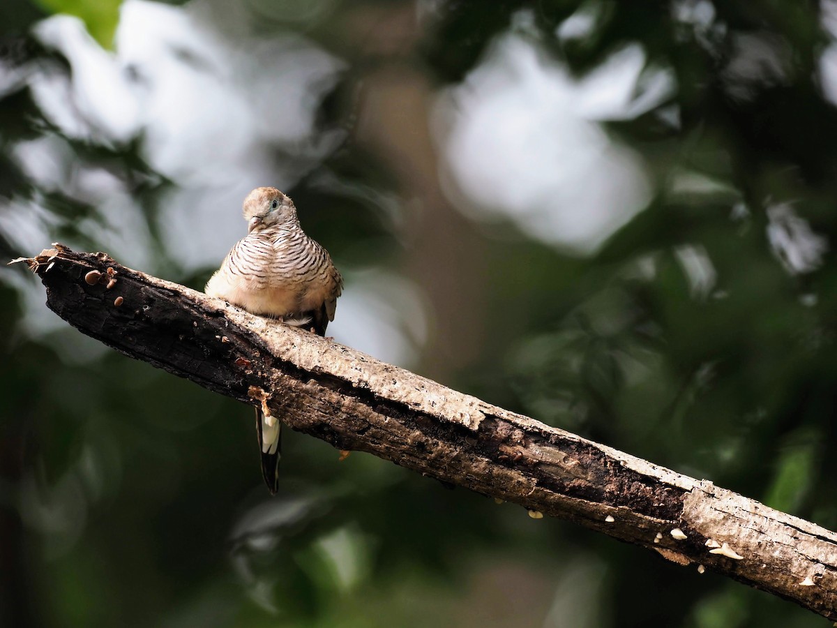 Peaceful Dove - ML613750118