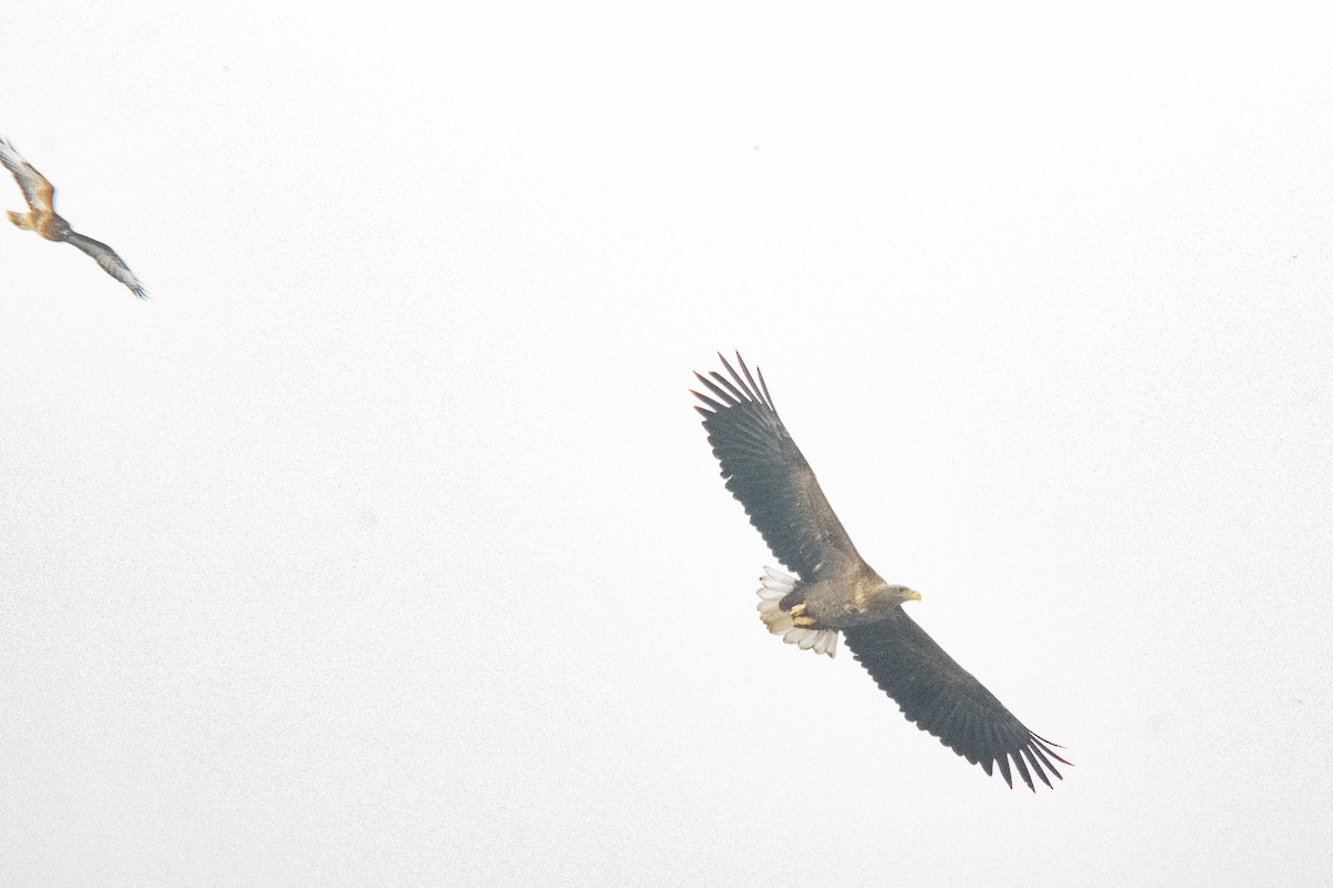 White-tailed Eagle - ML613750156