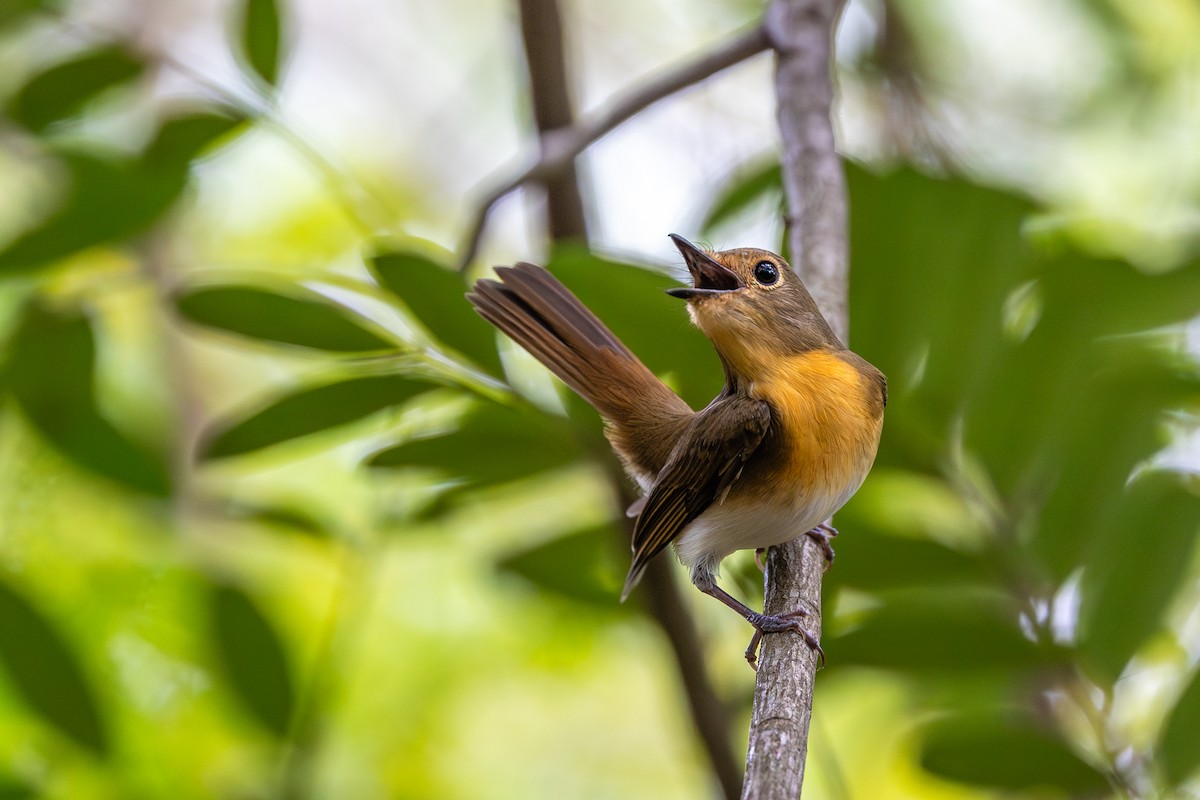 Blue-throated Flycatcher - ML613750167