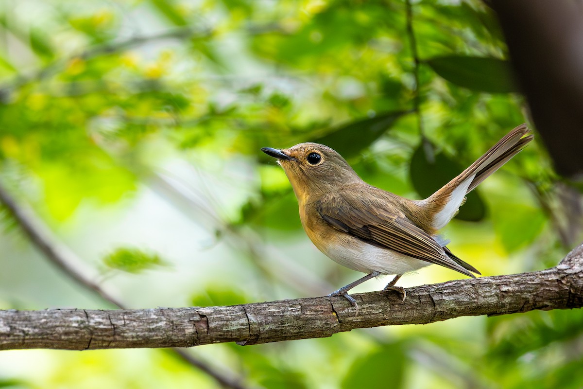 Blue-throated Flycatcher - ML613750169