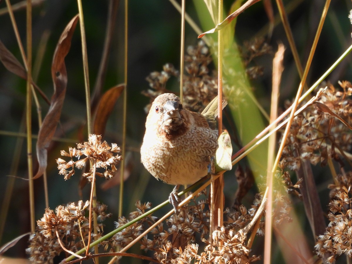 Scaly-breasted Munia - ML613750218