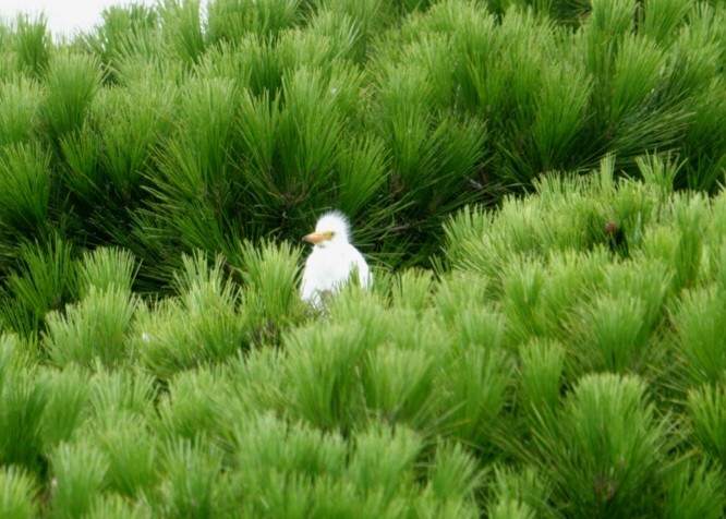 Little Egret (Australasian) - ML613750343