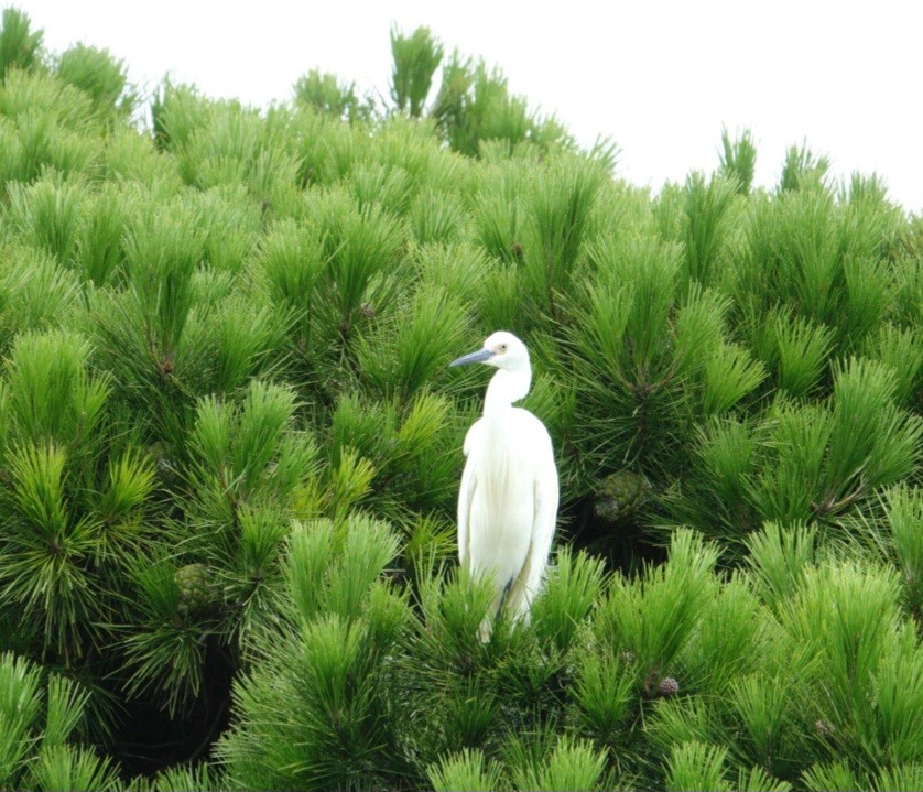 Little Egret (Australasian) - ML613750347