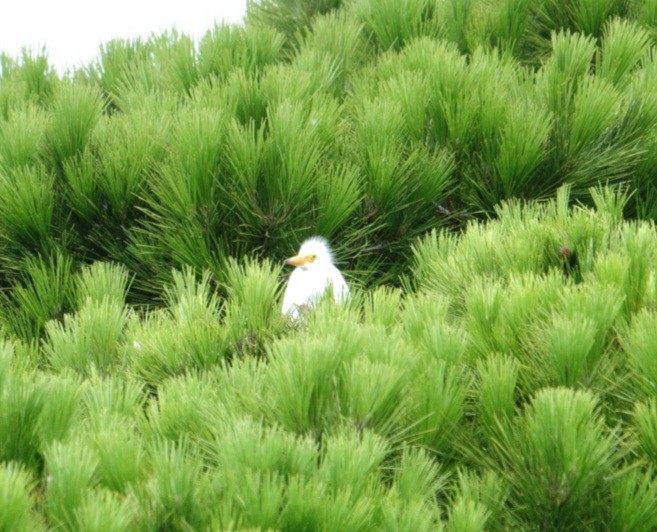 Little Egret (Australasian) - ML613750349