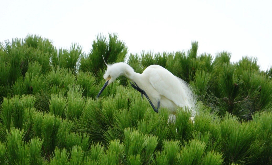 Little Egret (Australasian) - ML613750353
