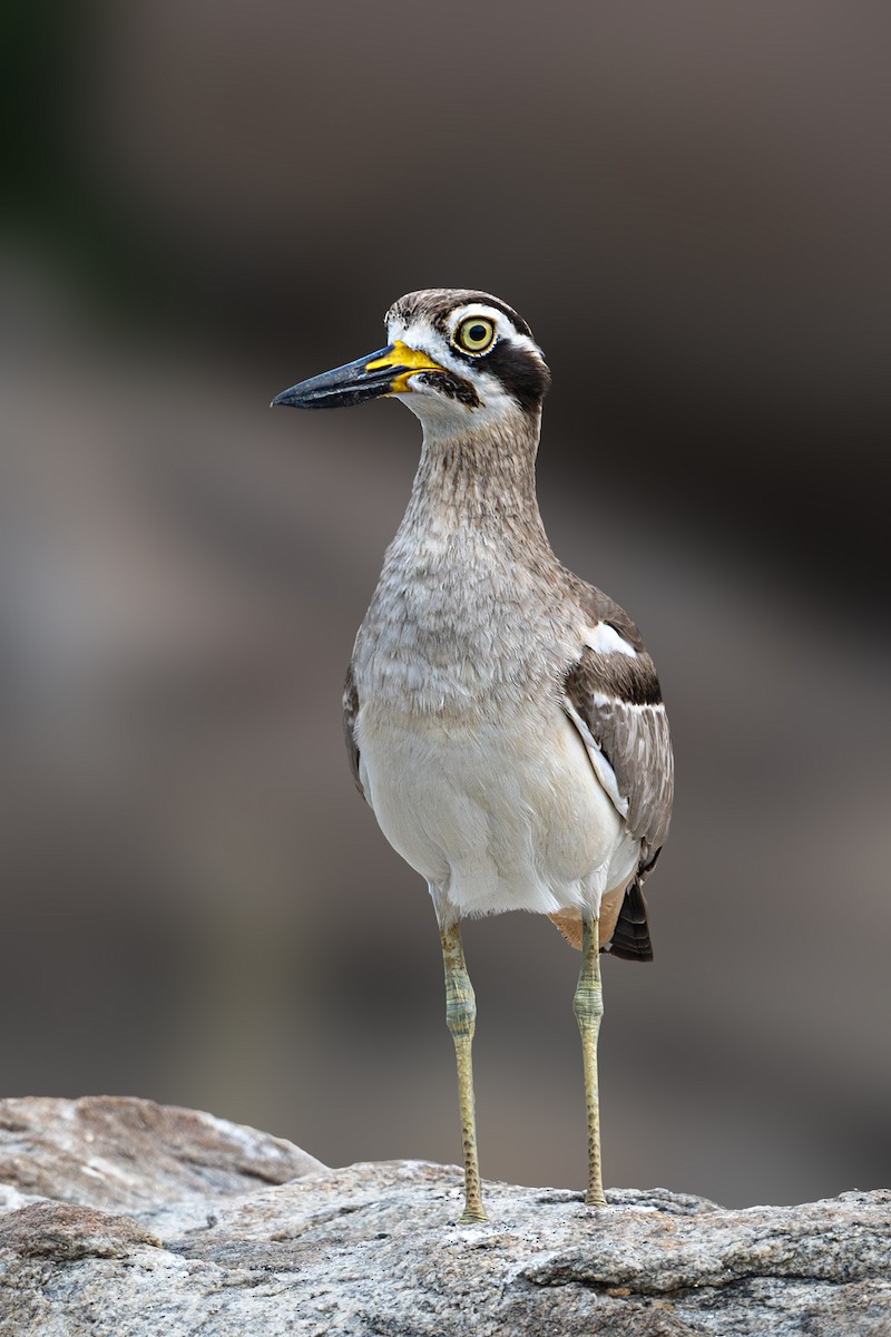 Great Thick-knee - ML613750358
