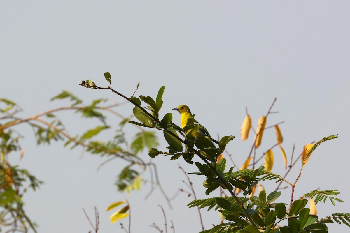 Common Iora - ML613750431