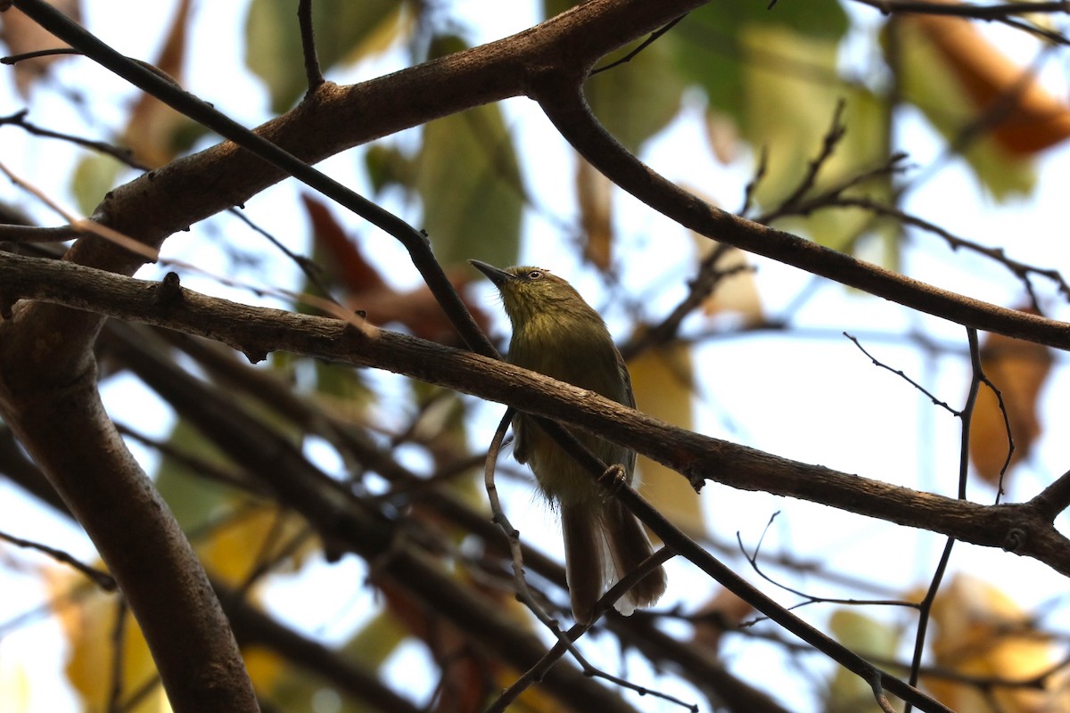 Pin-striped Tit-Babbler - ML613750432