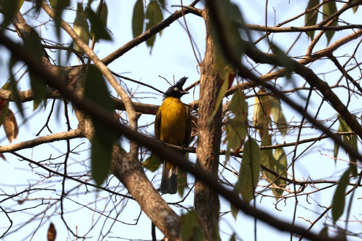 Black-crested Bulbul - ML613750434