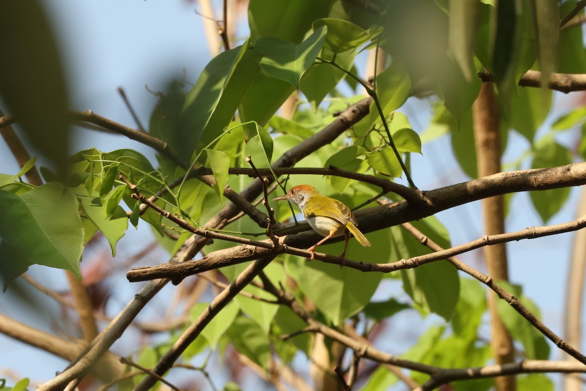 Dark-necked Tailorbird - ML613750435