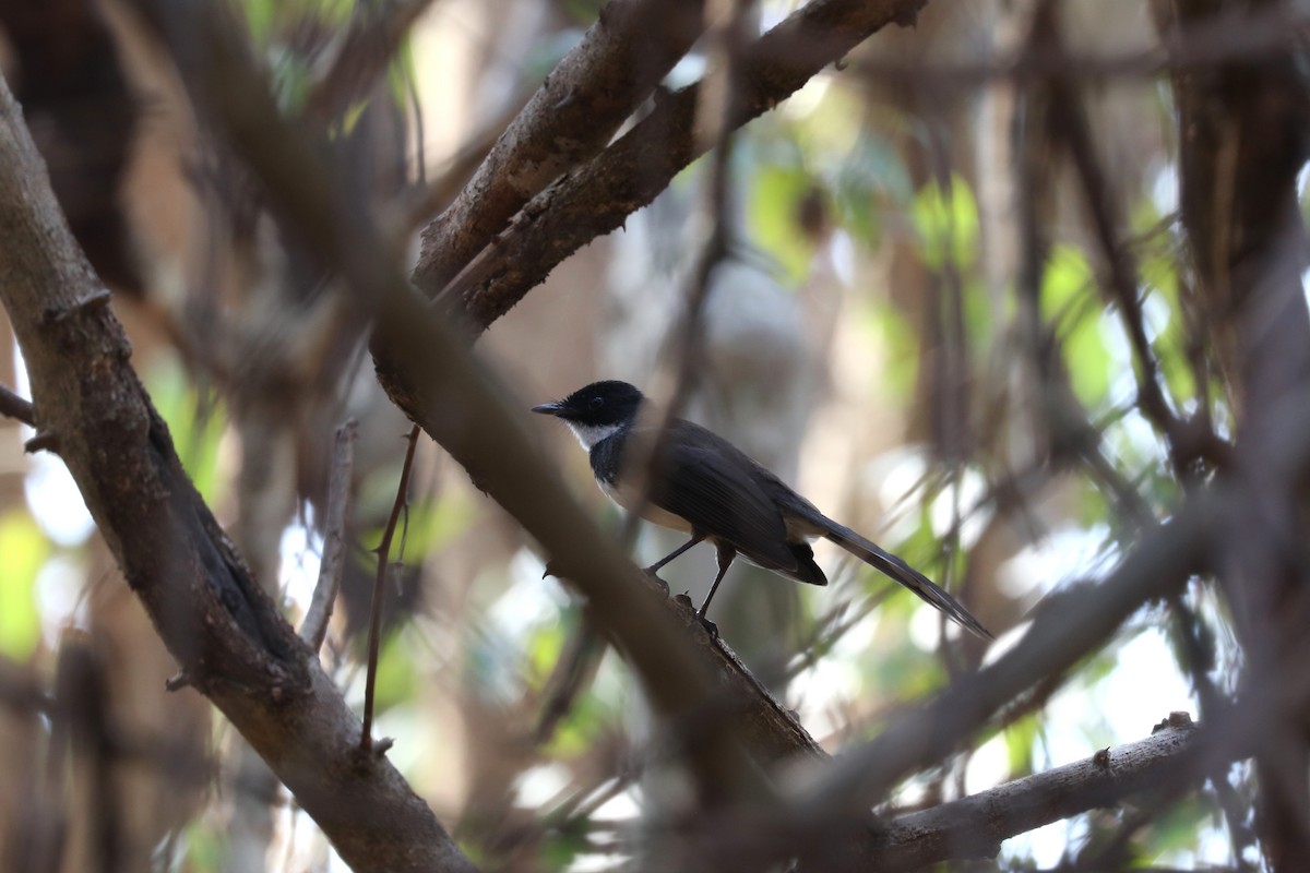 Malaysian Pied-Fantail - ML613750437