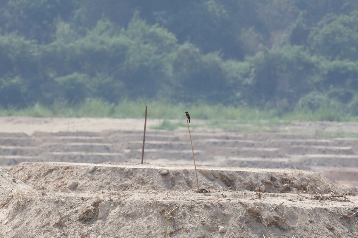 Amur Stonechat - ML613750439