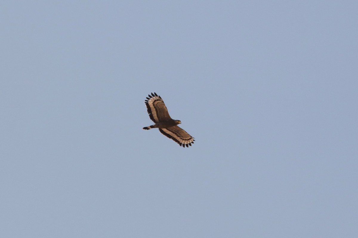 Crested Serpent-Eagle - ML613750441