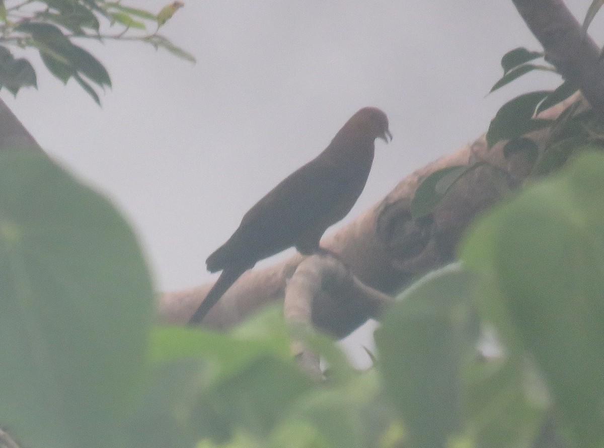 Palawan Cuckoo-Dove (undescribed form) - ML613750526