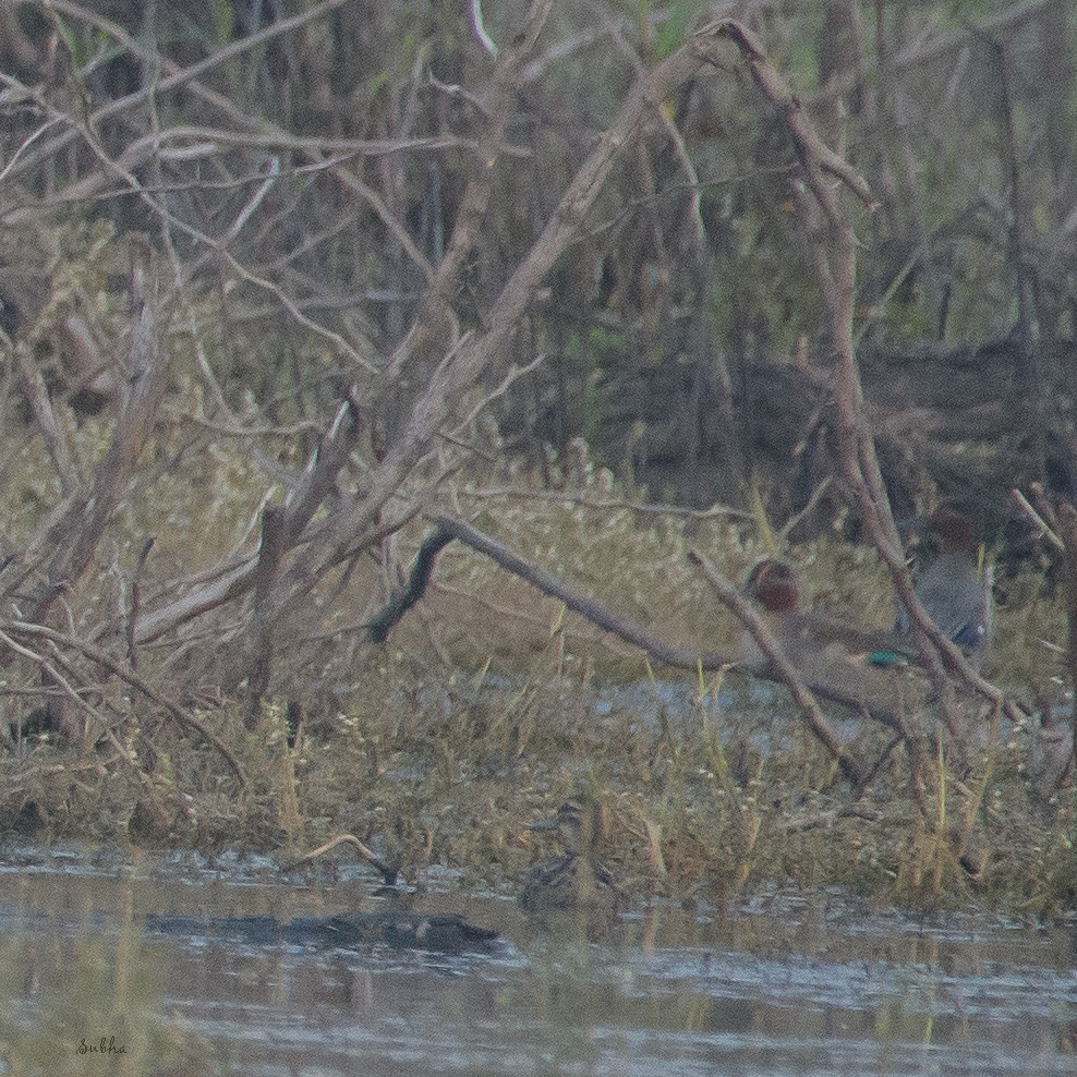 Green-winged Teal - ML613750548