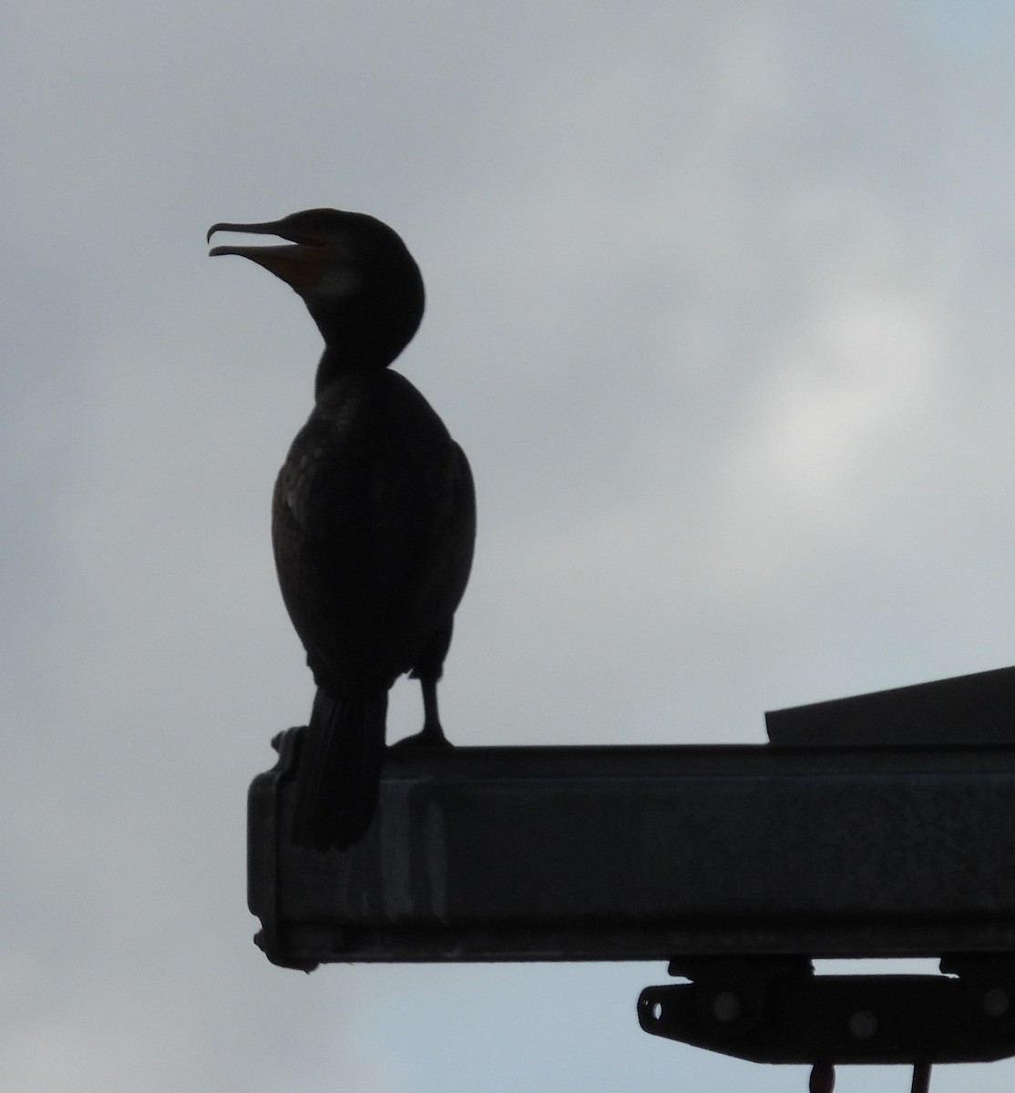 Great Cormorant - ML613750556