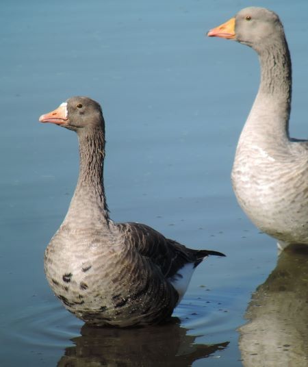 Greater White-fronted Goose - ML613750579
