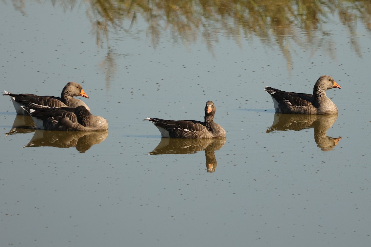 Greater White-fronted Goose - ML613750614