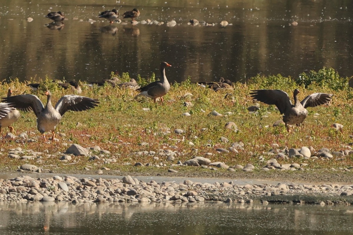 Greater White-fronted Goose - ML613750616