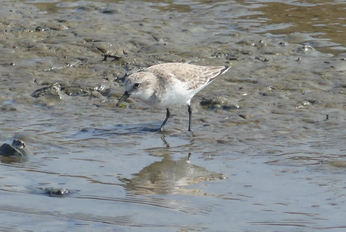 rødstrupesnipe - ML613750650