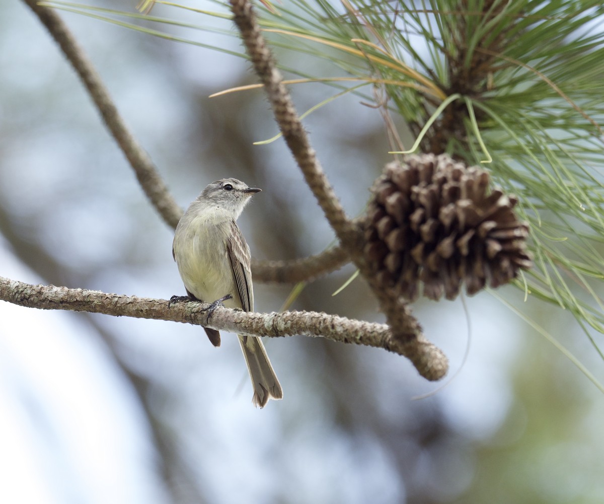 Planalto Tyrannulet - ML613750664