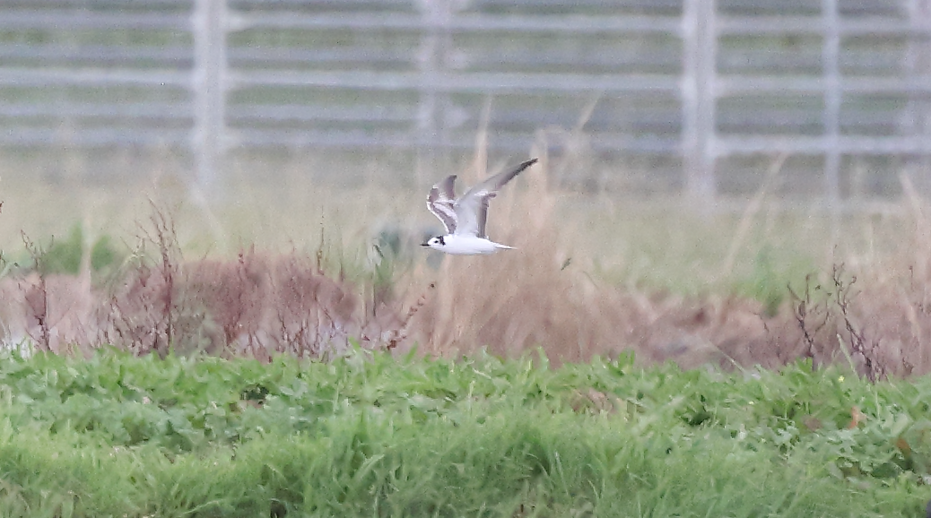 White-winged Tern - N Froelich