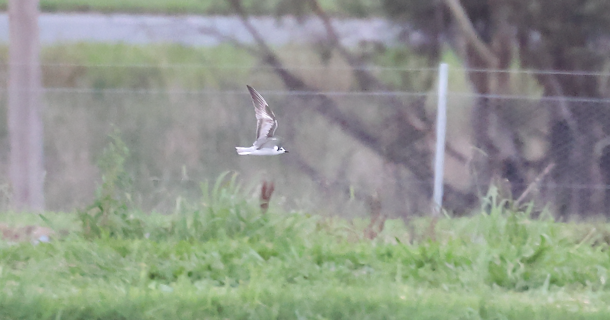 White-winged Tern - N Froelich