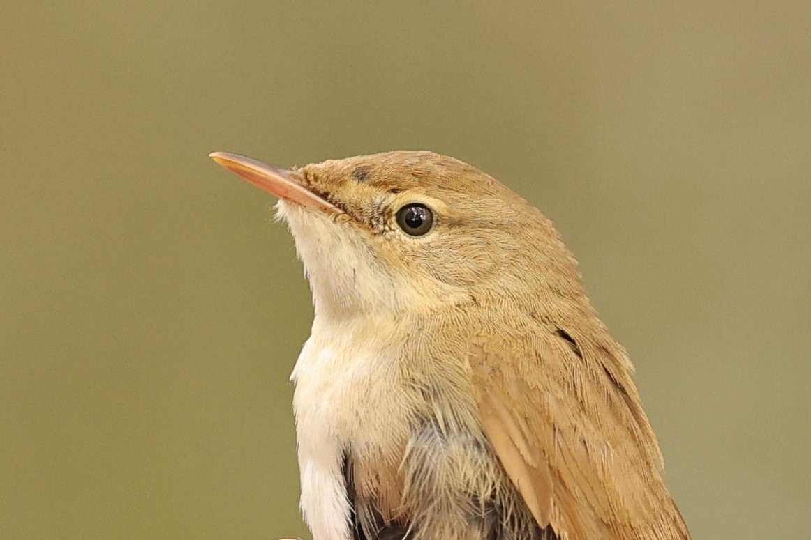 Blyth's Reed Warbler - Antony Faure