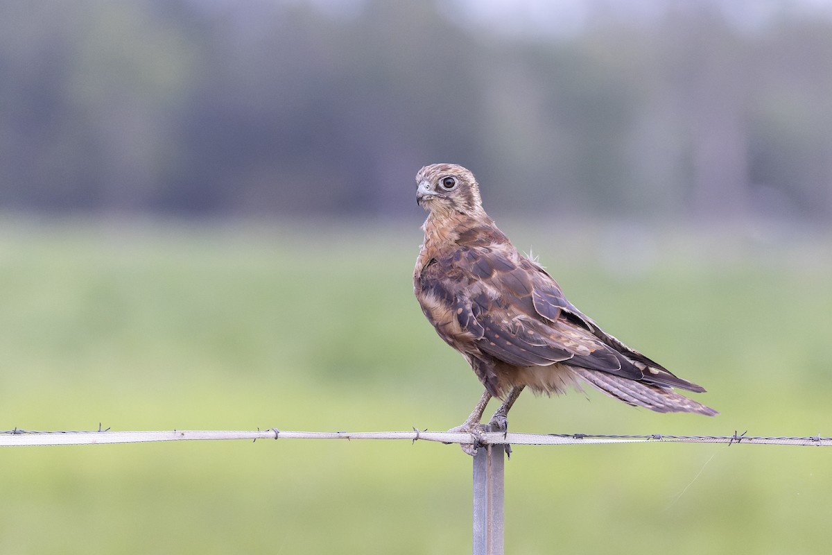 Brown Falcon - Dana Cameron