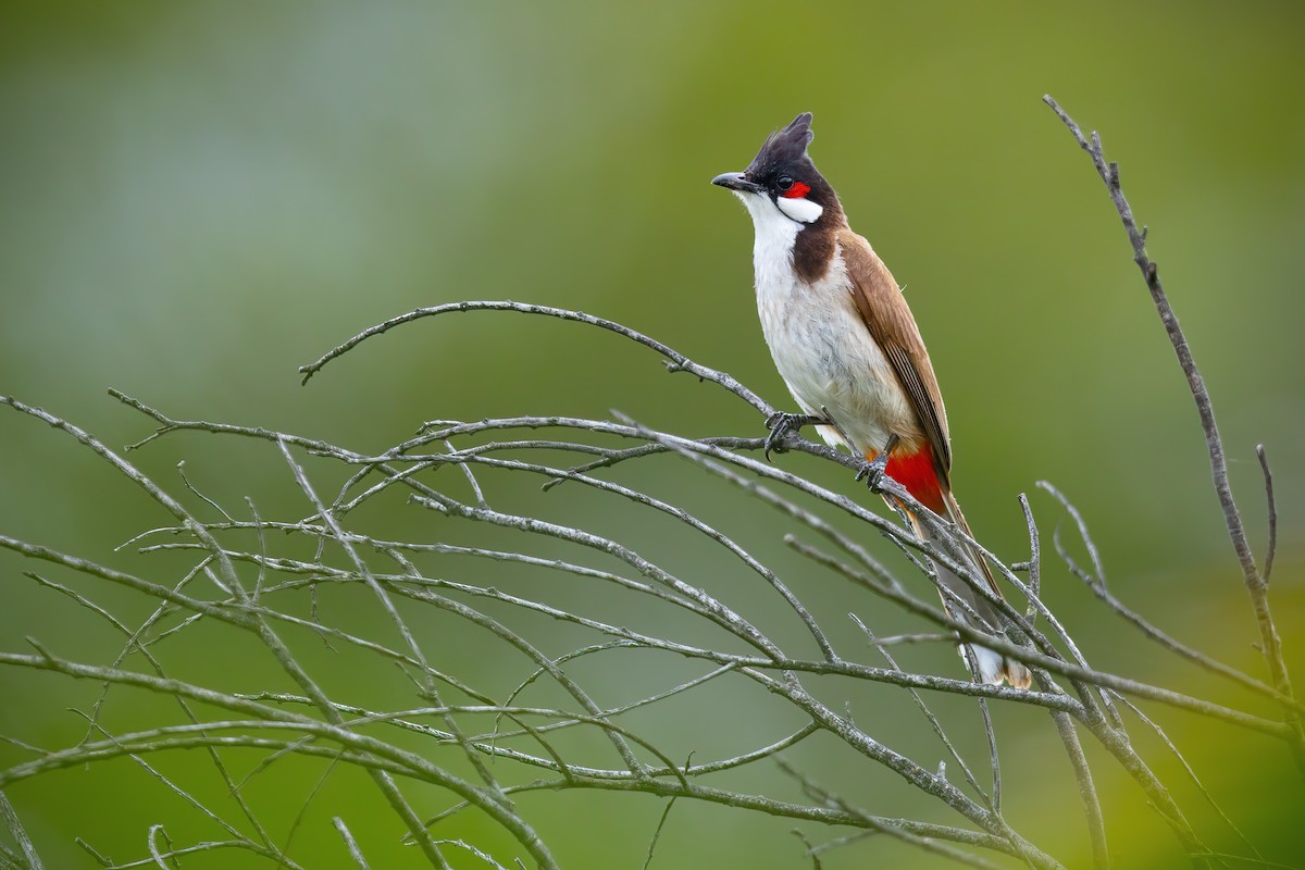 Red-whiskered Bulbul - ML613750778