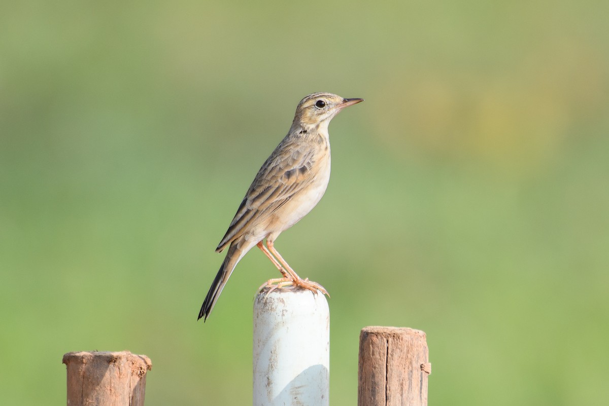 Paddyfield Pipit - H Nambiar