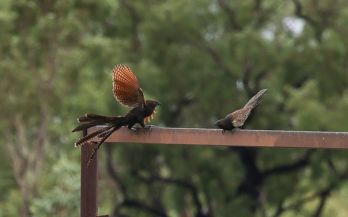 Coucal faisan (groupe phasianinus) - ML613750904