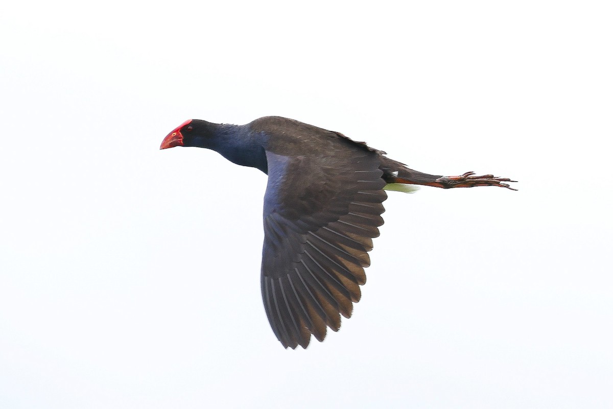 Australasian Swamphen - Luke Enright