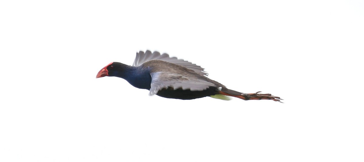 Australasian Swamphen - ML613750915