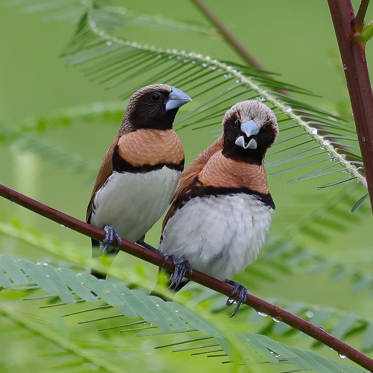 Chestnut-breasted Munia - ML613750937