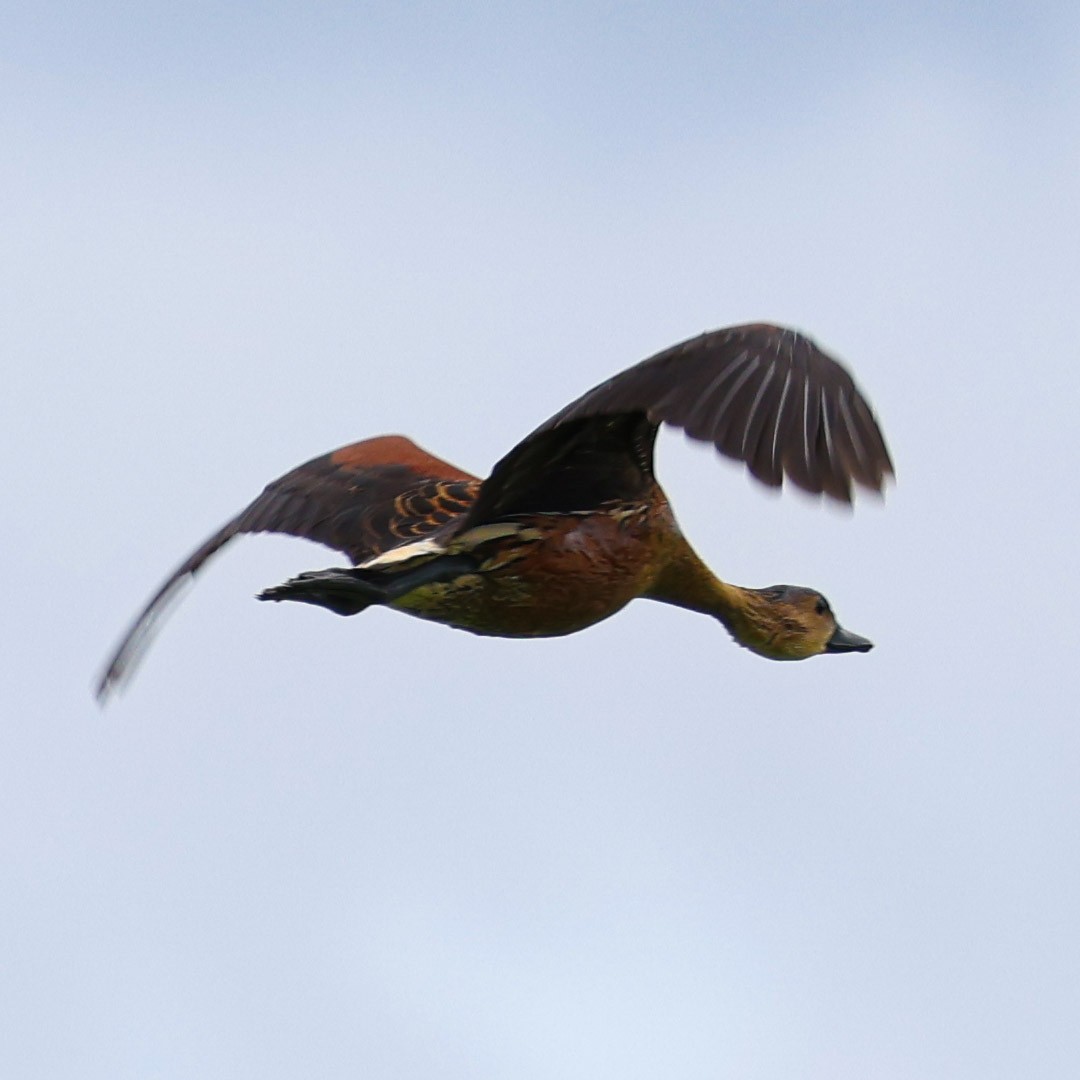 Wandering Whistling-Duck - Luke Enright