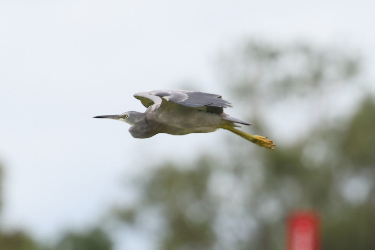 White-faced Heron - ML613750951